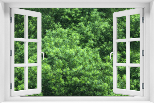Fototapeta Naklejka Na Ścianę Okno 3D - 新緑の木