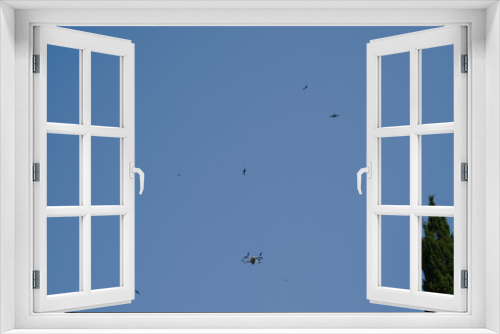 Fototapeta Naklejka Na Ścianę Okno 3D - Grey little drone flies in the blue sky among the swallows.