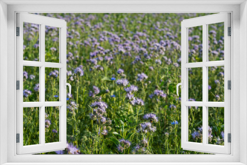 Fototapeta Naklejka Na Ścianę Okno 3D - Natur Color outdoor plant