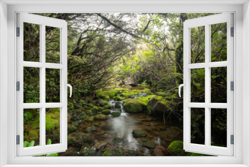 Fototapeta Naklejka Na Ścianę Okno 3D - Dschungel im Tongariro National Park Neuseeland / Jungle New Zealand