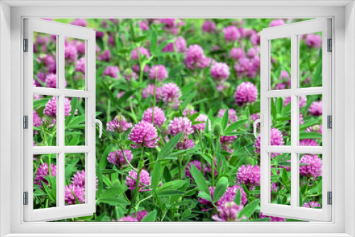 Fototapeta Naklejka Na Ścianę Okno 3D - Pink color flowers of blooming clover on the field close up view on bright sunny summer day