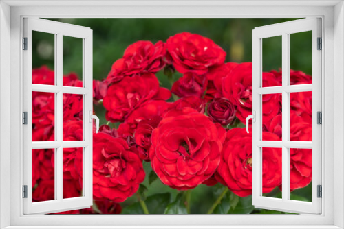 Fototapeta Naklejka Na Ścianę Okno 3D - バラの花　Beautiful rose flower just bloomed