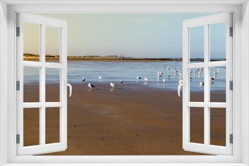Fototapeta Naklejka Na Ścianę Okno 3D - Les Oiseaux de la Mer du Nord