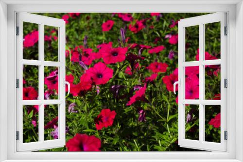 Fototapeta Naklejka Na Ścianę Okno 3D - red Petunia on the background