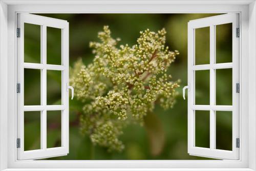 Fototapeta Naklejka Na Ścianę Okno 3D - close up of flower seedlings