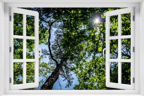 Fototapeta Naklejka Na Ścianę Okno 3D - Sunshine through the forerst trees.