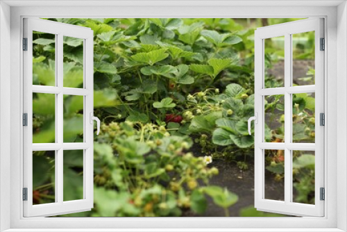 Fototapeta Naklejka Na Ścianę Okno 3D - tomato plants in a garden