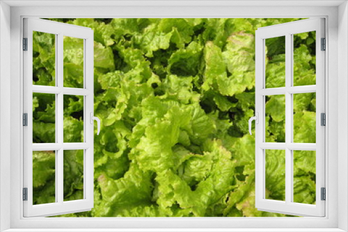 Fototapeta Naklejka Na Ścianę Okno 3D - Salat - lettuce