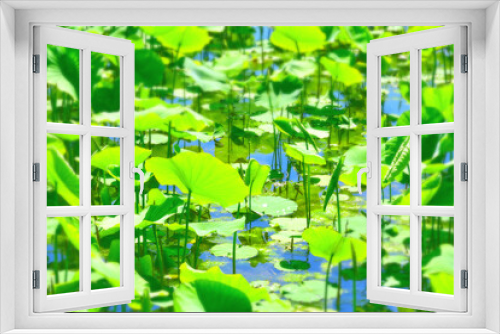 Fototapeta Naklejka Na Ścianę Okno 3D - 蓮の葉で満ちた沼の背景イメージ