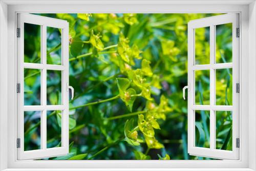 Fototapeta Naklejka Na Ścianę Okno 3D - Bright green grass close up, macro shot, selective focus, blurred image.