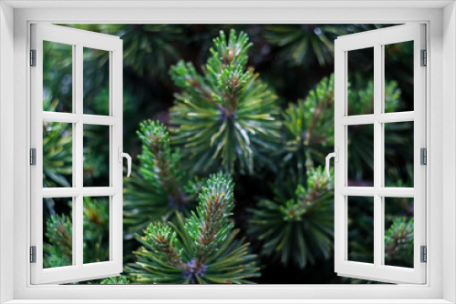 Fototapeta Naklejka Na Ścianę Okno 3D - Christmas green tree’s branches close up, macro shot, selective focus