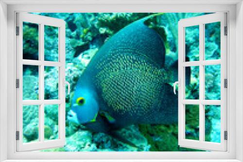 Fototapeta Naklejka Na Ścianę Okno 3D - Beautiful angelfish