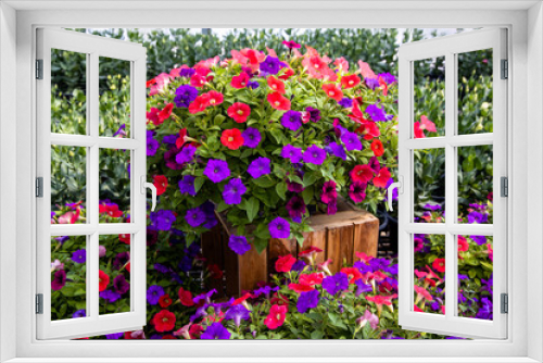 Fototapeta Naklejka Na Ścianę Okno 3D - Colorful red and purple petunia flowers in a pot standing on a wooden platform against green leaf background.
