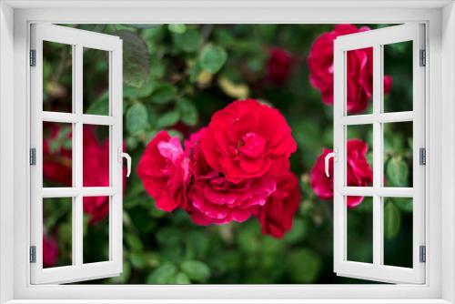 Fototapeta Naklejka Na Ścianę Okno 3D - Red roses in the garden. Rose bush in the country in summer