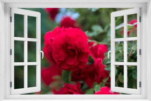 Fototapeta Naklejka Na Ścianę Okno 3D - Red roses in the garden. Rose bush in the country in summer