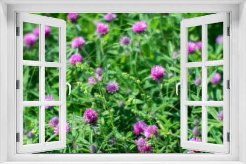 Fototapeta Naklejka Na Ścianę Okno 3D - A soft blur. Pink clover flowers against a green summer meadow. Natural background.