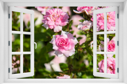 Fototapeta Naklejka Na Ścianę Okno 3D - A lot of small pink roses on bush. Pink roses bushes blooming. Beautiful background from the roses.