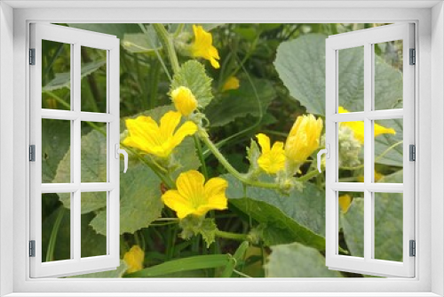 Fototapeta Naklejka Na Ścianę Okno 3D - Muskmelon yellow flowers in the garden.