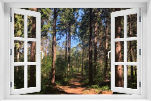 Fototapeta Naklejka Na Ścianę Okno 3D - Path through the forest around Hardenberg