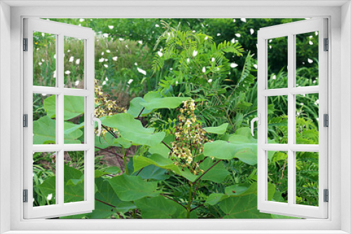 Fototapeta Naklejka Na Ścianę Okno 3D - 도랑에 작은 나무