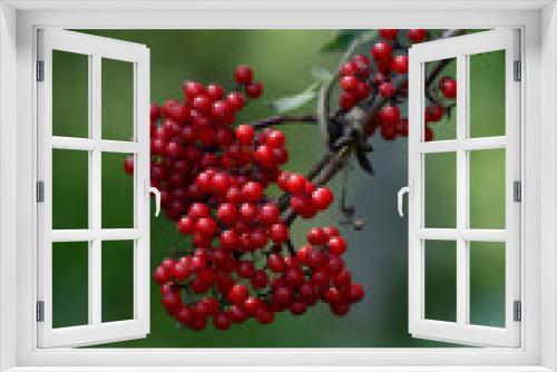Fototapeta Naklejka Na Ścianę Okno 3D - rote Beeren im Herbst