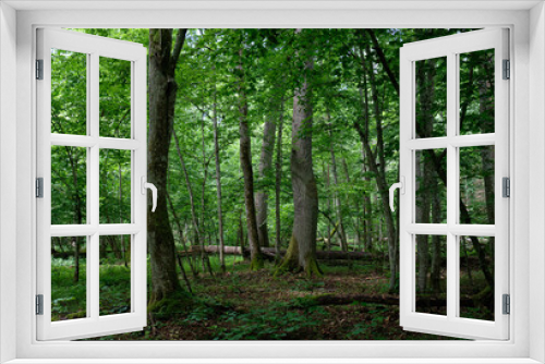 Fototapeta Naklejka Na Ścianę Okno 3D - Broken trees in spring