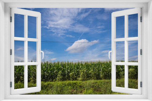 Fototapeta Naklejka Na Ścianę Okno 3D - corn field and blue sky