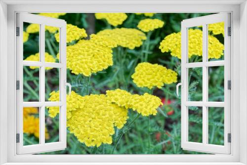 Fototapeta Naklejka Na Ścianę Okno 3D - Small yellow flowers.
