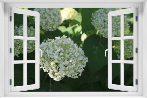 Fototapeta Naklejka Na Ścianę Okno 3D - White Flower Pattern #2