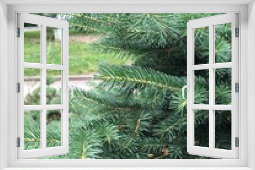 Fototapeta Naklejka Na Ścianę Okno 3D - christmas tree branches