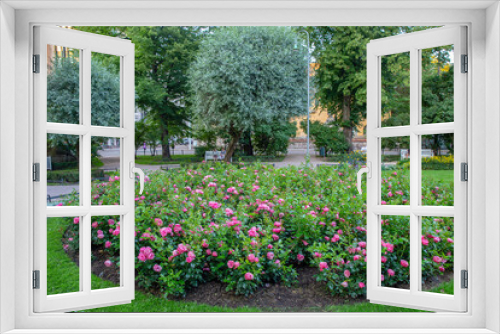 Fototapeta Naklejka Na Ścianę Okno 3D - Amazing roses flowerbed in Helsinki - awe summer !