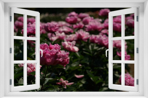 Fototapeta Naklejka Na Ścianę Okno 3D - Light Pink Double-Flowered Japanese Peony