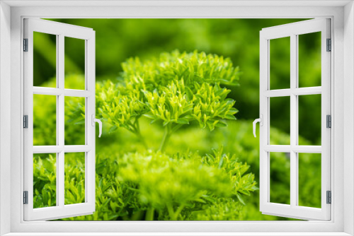 Fototapeta Naklejka Na Ścianę Okno 3D - background texture of fresh green sedum lineare plant 