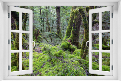Fototapeta Naklejka Na Ścianę Okno 3D - New Zealand forest