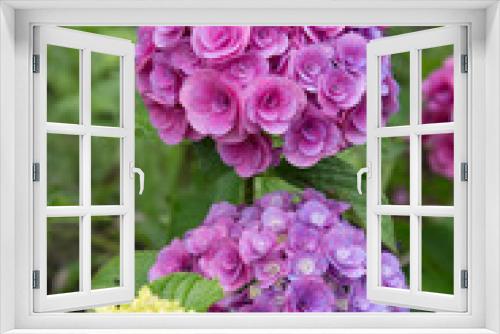 Fototapeta Naklejka Na Ścianę Okno 3D - 赤色系の紫陽花