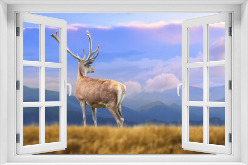 Fototapeta Naklejka Na Ścianę Okno 3D - Deer on mountain background in summer time