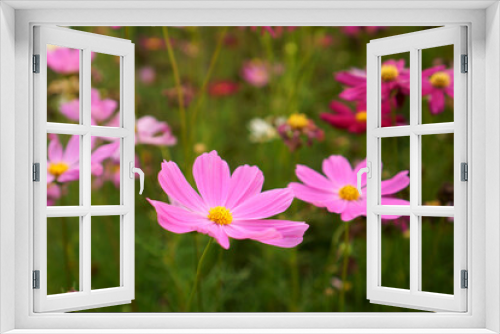 Fototapeta Naklejka Na Ścianę Okno 3D - Pink petals of Cosmos flower blooming in garden