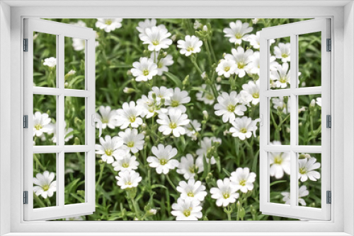 Fototapeta Naklejka Na Ścianę Okno 3D -  Beautiful white flowers in the meadow