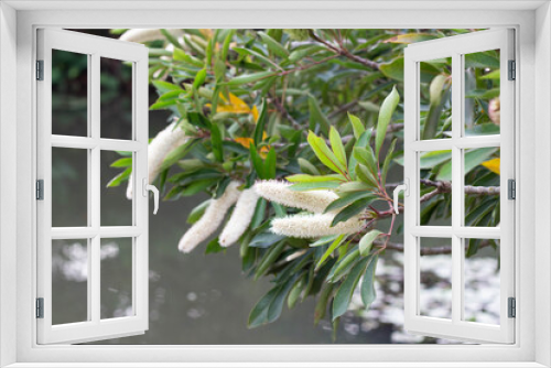 Fototapeta Naklejka Na Ścianę Okno 3D - Cunonia Tree Shrub with fluffy white flowers