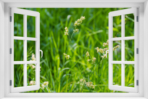 Fototapeta Naklejka Na Ścianę Okno 3D - High flowering grass on glade, close-up in selective focus