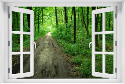 Fototapeta Naklejka Na Ścianę Okno 3D - Ground road through green dense forest