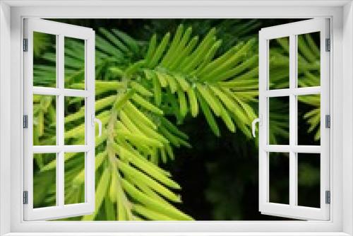 Fototapeta Naklejka Na Ścianę Okno 3D - fir tree branches