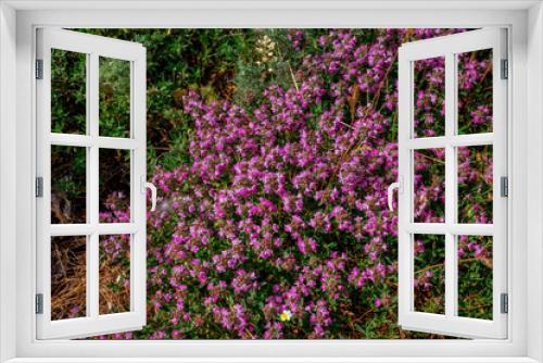 Fototapeta Naklejka Na Ścianę Okno 3D - Beautiful blooming wild thyme herb - Thymus serpyllum, growing on the meadow in the forest. 