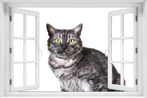 Fototapeta Naklejka Na Ścianę Okno 3D - Portrait of a adult tabby gray cat with yellow eyes