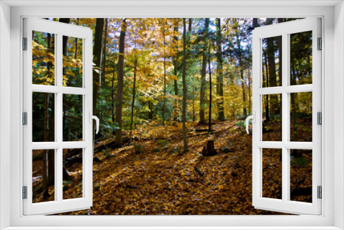 Fototapeta Naklejka Na Ścianę Okno 3D - Low angle view of the valley of maple trees in autumn.
