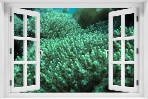 Fototapeta Naklejka Na Ścianę Okno 3D - coral reef in the indonesian tropical sea from genera acropora