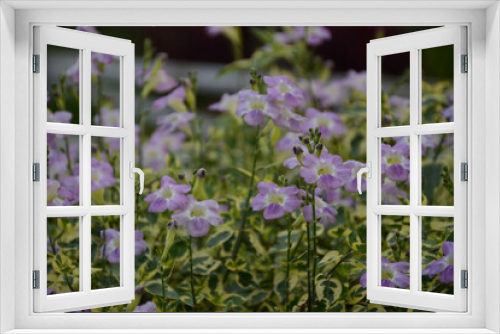 Fototapeta Naklejka Na Ścianę Okno 3D - Purple flowers and green leaf background