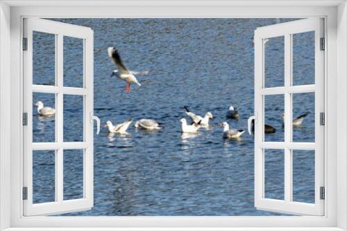 Fototapeta Naklejka Na Ścianę Okno 3D - Water birds on the lake: seagulls, wild ducks and common coot birds