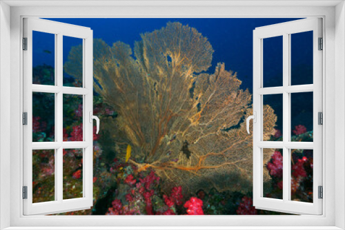 Fototapeta Naklejka Na Ścianę Okno 3D - A huge gorgonian fan on the coral bommie