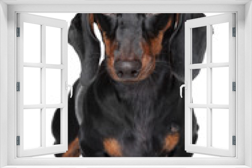 Fototapeta Naklejka Na Ścianę Okno 3D - Miniature dachshund close-up portrait
